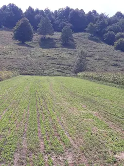 Vând 20 de ari teren construcții în Bivolărie (Vicovu de Sus)